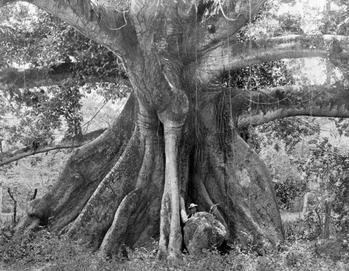 Framed Print : Tom Cringles Cotton Tree, Spanish Town Road, Jamaica, c1905. Artist: Adolphe Duperly & Son Framed Print : Tom Cringles Cotton Tree, Spanish Town Road, Jamaica, c1905. Artist: Adolphe Duperly & Son
