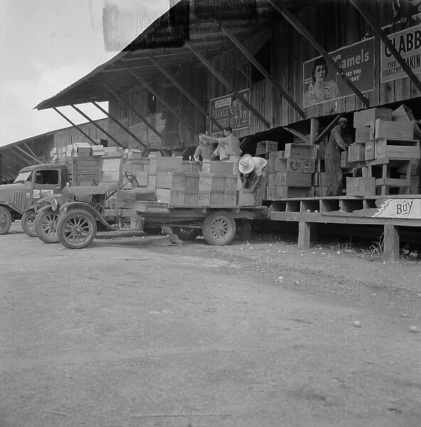 Tomato packing shed for packing and shipment north, Hazelhurst, Mississippi, 1937. Creator: Dorothea Lange
