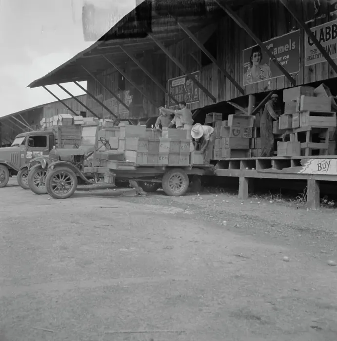 Framed Print : Tomato packing shed for packing and shipment north, Hazelhurst, Mississippi, 1937. Creator: Dorothea Lange Framed Print : Tomato packing shed for packing and shipment north, Hazelhurst, Mississippi, 1937. Creator: Dorothea Lange