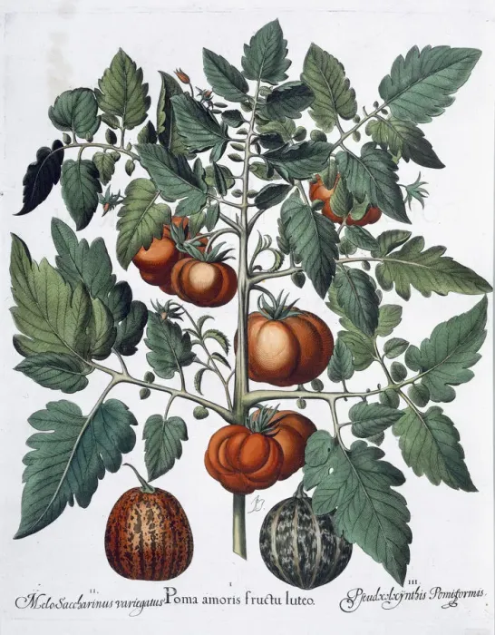 Framed Print : Tomatoes and melons, 1613 Framed Print : Tomatoes and melons, 1613