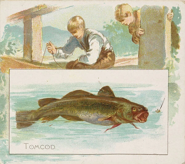 Tomcod, from Fish from American Waters series (N39) for Allen & Ginter Cigarettes