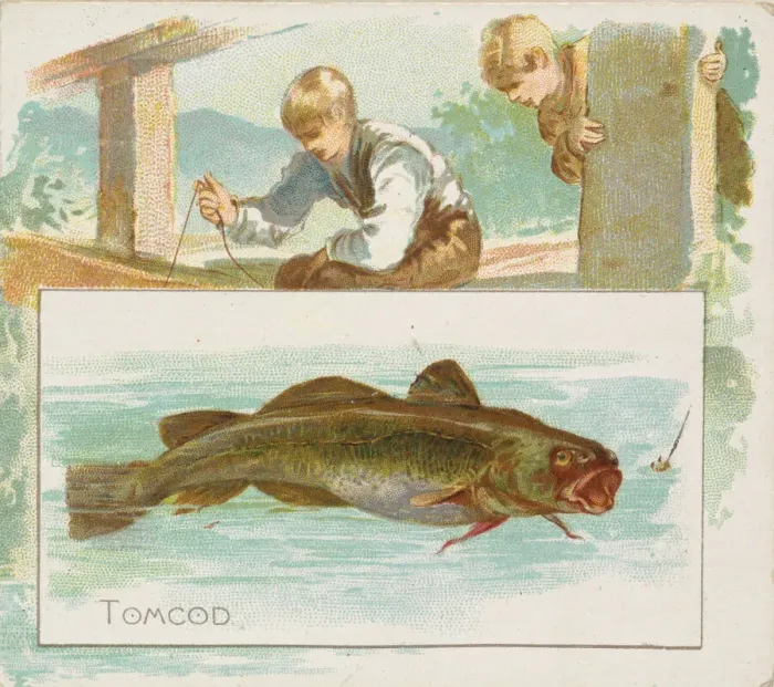 Framed Print : Tomcod, from Fish from American Waters series (N39) for Allen & Ginter Cigarettes Framed Print : Tomcod, from Fish from American Waters series (N39) for Allen & Ginter Cigarettes