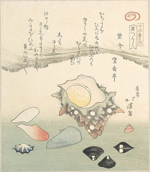 Top-Shell and Various Shells, 19th century. Creator: Totoya Hokkei