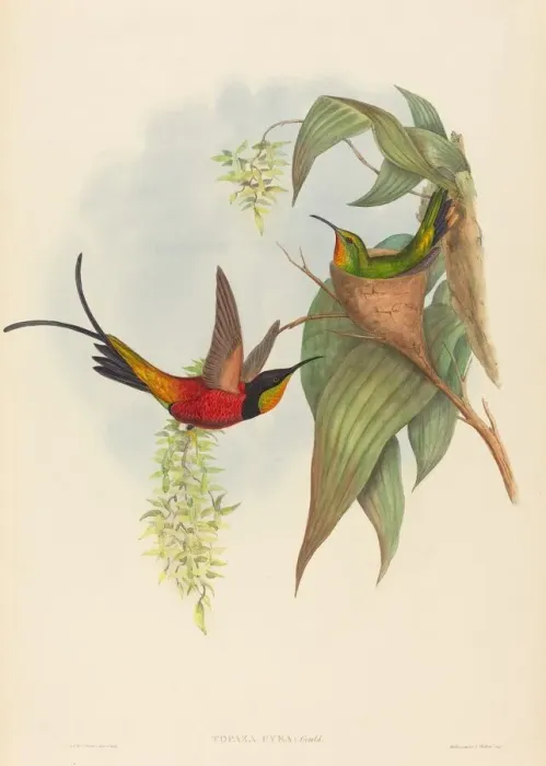 Framed Print : Topaza pyra (Fairy Topaz). Creators: John Gould, Henry Constantine Richter Framed Print : Topaza pyra (Fairy Topaz). Creators: John Gould, Henry Constantine Richter
