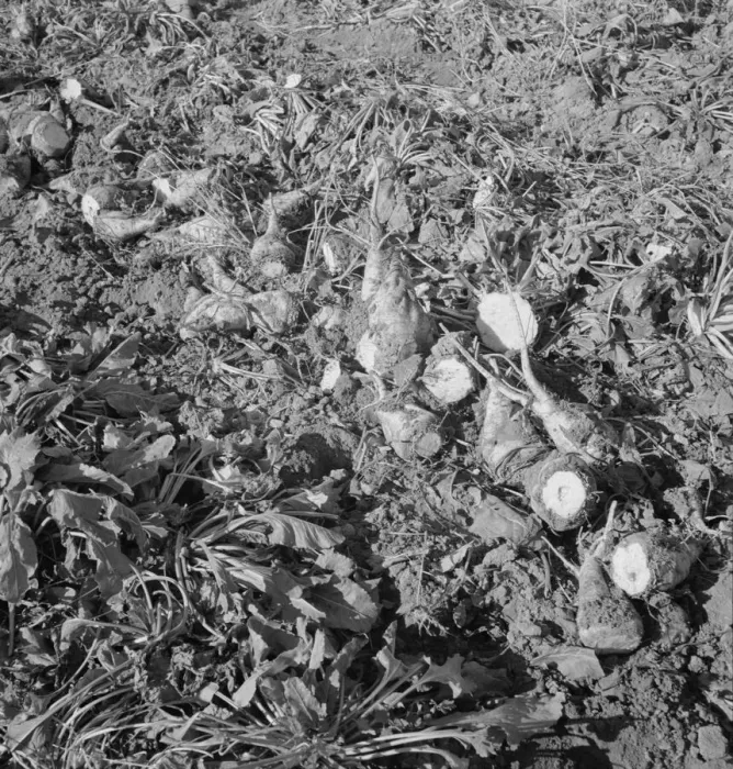 Framed Print : Topped sugar beets lying in field, near Nyssa, Malheur County, Oregon, 1939. Creator: Dorothea Lange Framed Print : Topped sugar beets lying in field, near Nyssa, Malheur County, Oregon, 1939. Creator: Dorothea Lange