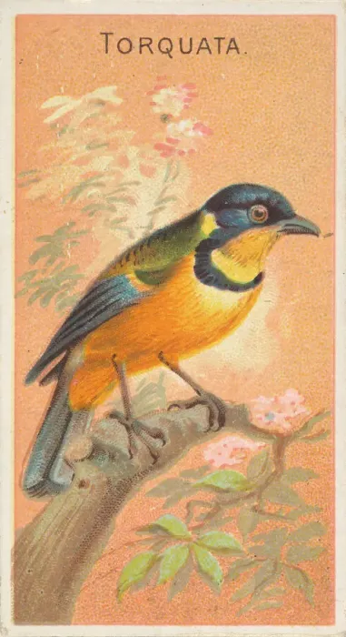 Framed Print : Torquata, from the Birds of the Tropics series (N5) for Allen & Framed Print : Torquata, from the Birds of the Tropics series (N5) for Allen &