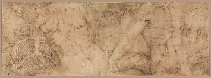 Framed Print : Torsos with Rib Cages, early 1540s. Creator: Battista Franco (Italian, c. 1510-1561) Framed Print : Torsos with Rib Cages, early 1540s. Creator: Battista Franco (Italian, c. 1510-1561)