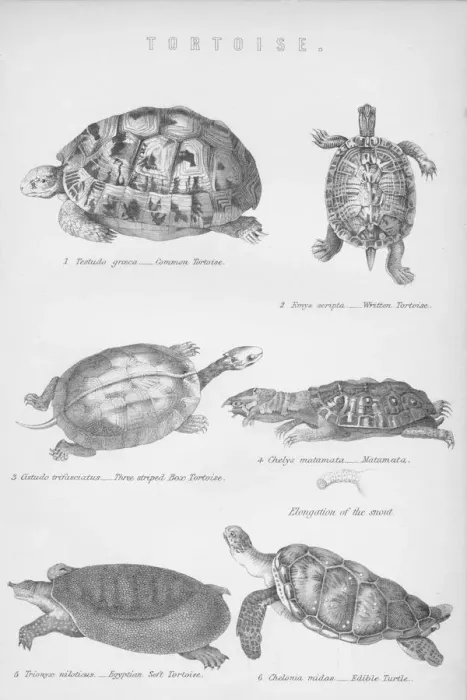 Framed Print : Tortoise, 1885 Framed Print : Tortoise, 1885