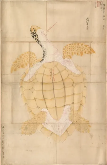 Framed Print : Tortoise, 18th century. Creator: Unknown Framed Print : Tortoise, 18th century. Creator: Unknown