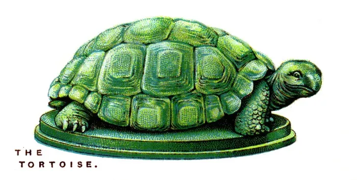 Framed Print : The Tortoise, 1923 Framed Print : The Tortoise, 1923