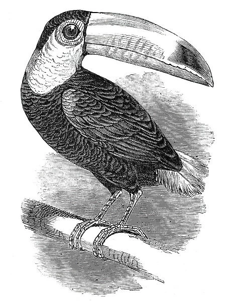 Toucan, at the Surrey Zoological Gardens, 1844. Creator: Unknown