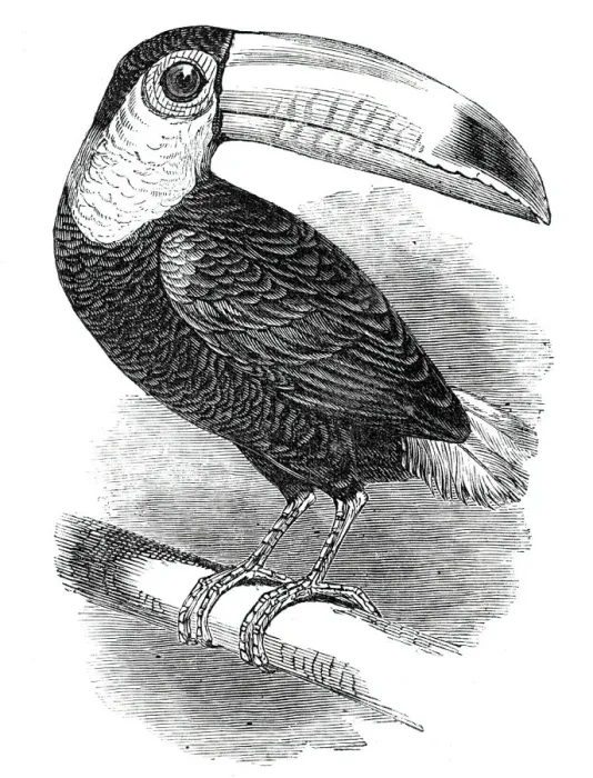 Framed Print : Toucan, at the Surrey Zoological Gardens, 1844. Creator: Unknown Framed Print : Toucan, at the Surrey Zoological Gardens, 1844. Creator: Unknown