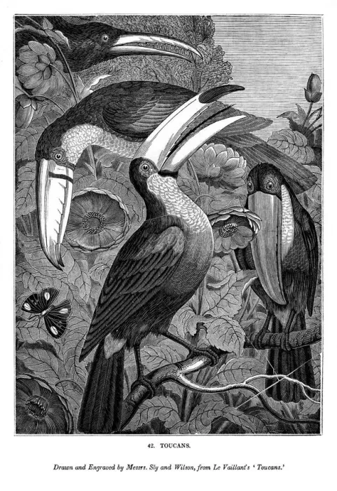 Framed Print : Toucans, c1770-1820 (1843). Artist: Messrs Sly and Wilson Framed Print : Toucans, c1770-1820 (1843). Artist: Messrs Sly and Wilson