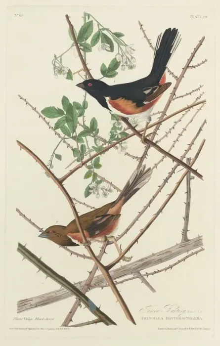 Framed Print : Towee Bunting, 1828. Creator: Robert Havell Framed Print : Towee Bunting, 1828. Creator: Robert Havell