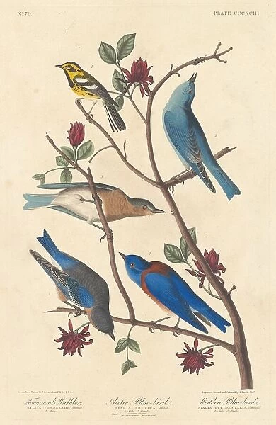 Townsends Warbler, Arctic Blue Bird and Western Blue Bird, 1837. Creator: Robert Havell