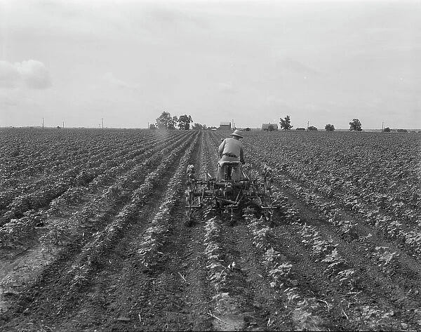 Tractor in cotton, near Corsicana, Texas, 1937. Creator: Dorothea Lange