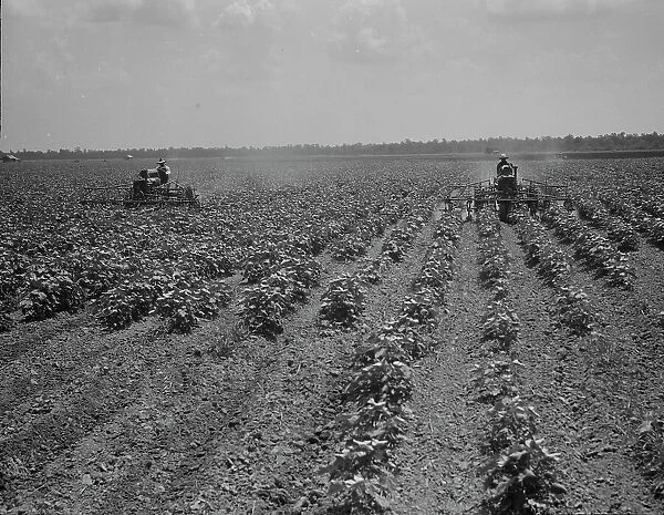 Tractors cultivating cotton, Aldridge Plantation, near Leland, Mississippi, 1937. Creator: Dorothea Lange