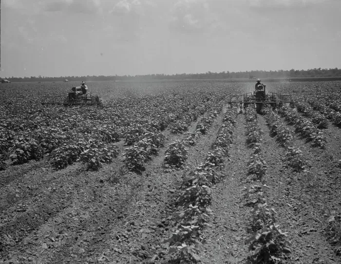Framed Print : Tractors cultivating cotton, Aldridge Plantation, near Leland, Mississippi, 1937. Creator: Dorothea Lange Framed Print : Tractors cultivating cotton, Aldridge Plantation, near Leland, Mississippi, 1937. Creator: Dorothea Lange