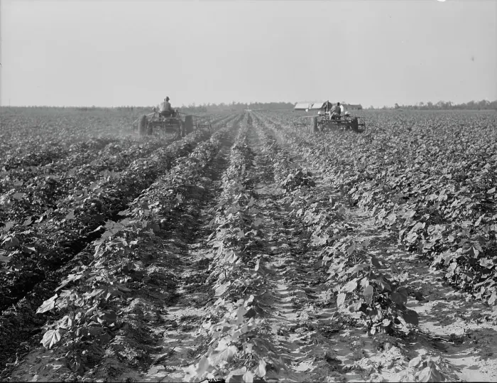 Framed Print : Tractors on Lake Dick project, Arkansas, 1938. Creator: Dorothea Lange Framed Print : Tractors on Lake Dick project, Arkansas, 1938. Creator: Dorothea Lange