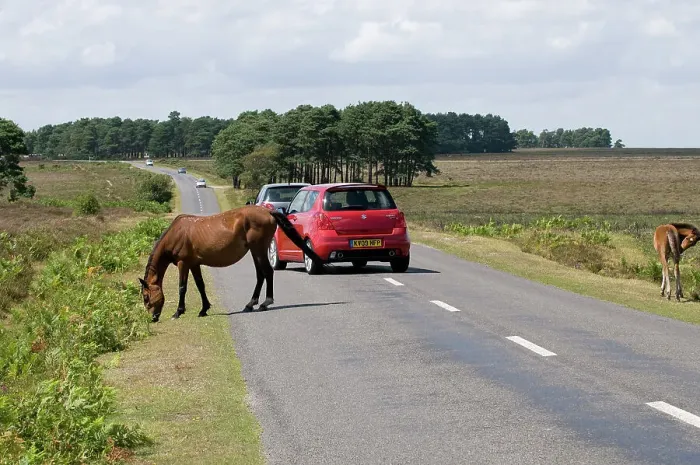 Framed Print : Traffic avoiding Ponies on road in the New Forest Framed Print : Traffic avoiding Ponies on road in the New Forest