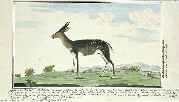 Tragelaphus scriptus (Bushbuck), 1778. Creator: Robert Jacob Gordon