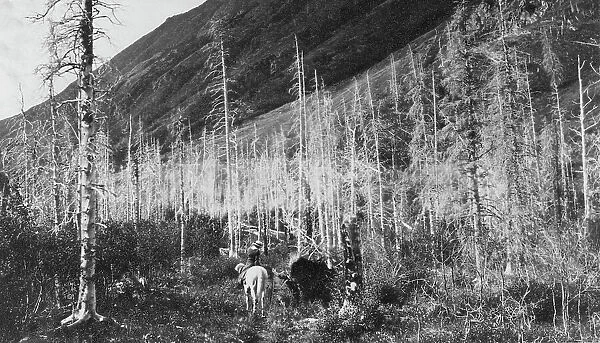 Trail to Sunrise, between c1900 and 1916. Creator: Unknown