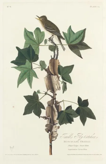 Framed Print : Traills Flycatcher, 1828. Creator: Robert Havell Framed Print : Traills Flycatcher, 1828. Creator: Robert Havell
