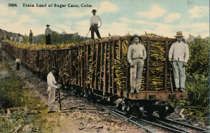 Framed Print : Train Load of Sugar Cane leaving the field, Cuba, 1915 Framed Print : Train Load of Sugar Cane leaving the field, Cuba, 1915