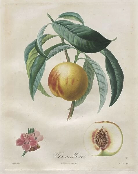 Traite des arbres fruitiers: Chancelliere, 1808-1835