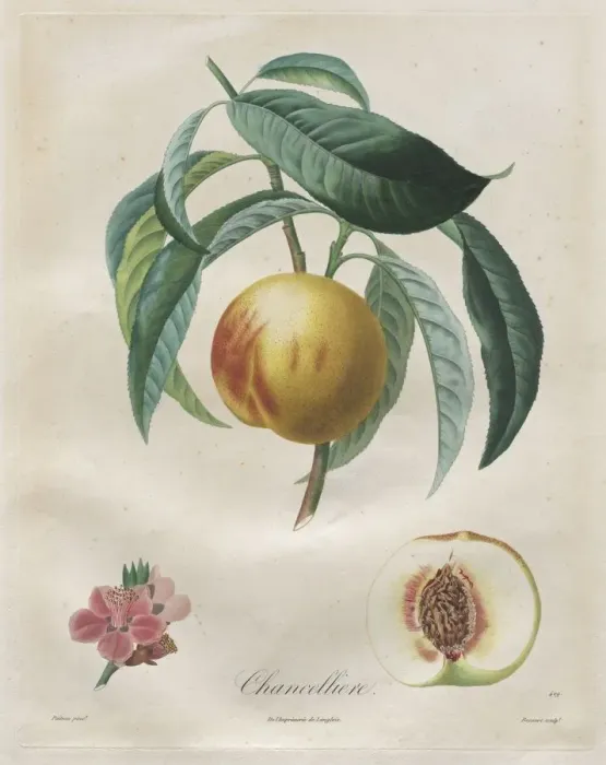 Framed Print : Traite des arbres fruitiers: Chancelliere, 1808-1835 Framed Print : Traite des arbres fruitiers: Chancelliere, 1808-1835