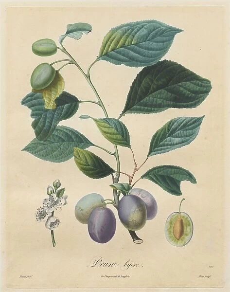Traite des arbres fruitiers: Prune bifere, 1808-1835