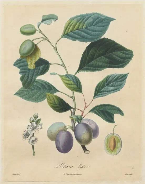 Framed Print : Traite des arbres fruitiers: Prune bifere, 1808-1835 Framed Print : Traite des arbres fruitiers: Prune bifere, 1808-1835