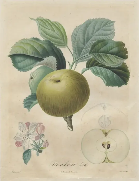 Framed Print : Traite des arbres fruitiers: Rambour dete, 1808-1835 Framed Print : Traite des arbres fruitiers: Rambour dete, 1808-1835