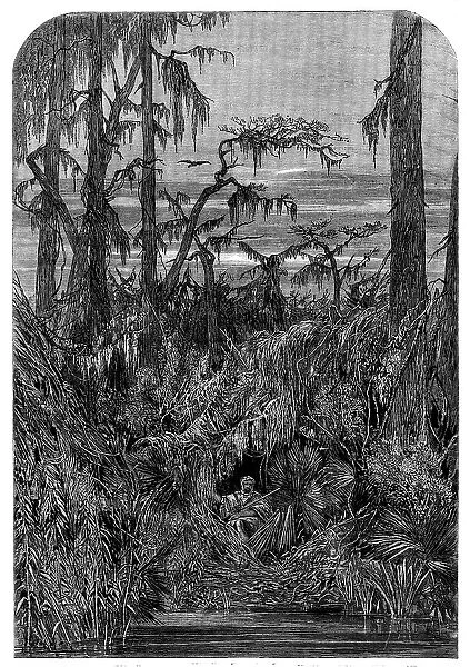 Transatlantic Sketches - a Swamp in Louisiana - from a drawing by Mrs. Bodichon, 1858. Creator: Unknown