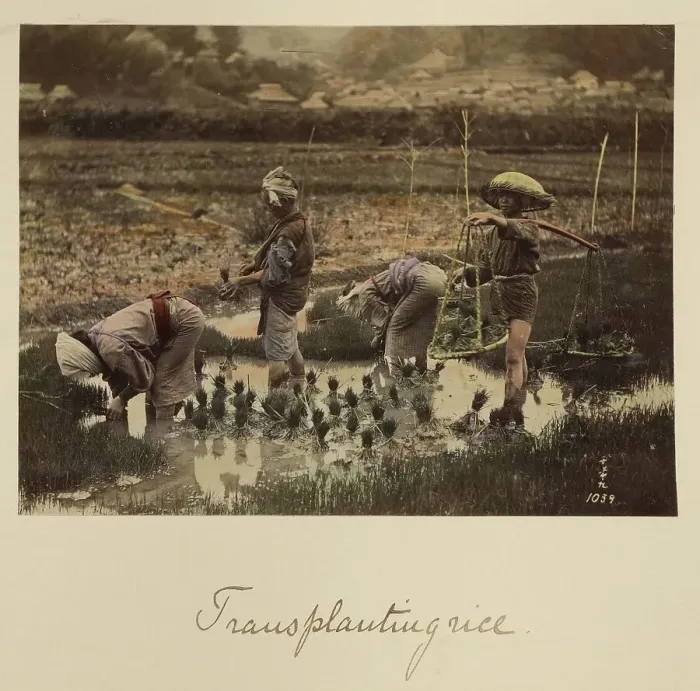 Framed Print : Transplanting rice, about 1873-1883. Creator: Shinichi Suzuki I Framed Print : Transplanting rice, about 1873-1883. Creator: Shinichi Suzuki I