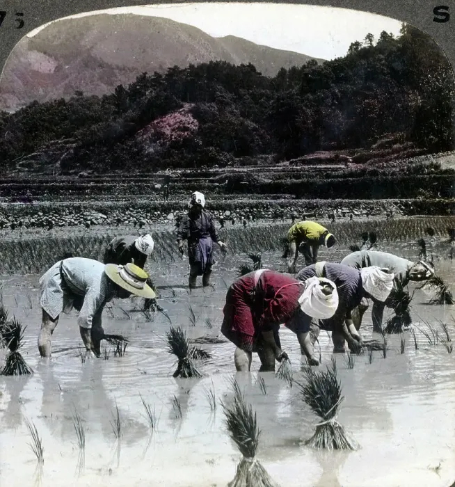 Framed Print : Transplanting rice in a paddy field, Japan, 1904. Artist: Underwood & Underwood Framed Print : Transplanting rice in a paddy field, Japan, 1904. Artist: Underwood & Underwood