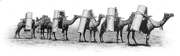 Transport de materiaux a dos chameau dans le partie septentrionale de lAustralie du Sud... 1914. Creator: Unknown