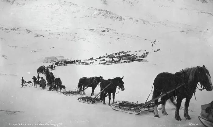 Framed Print : Transportation with horses, mules, dogs and bicycle, between c1900 and 1927. Creator: Unknown Framed Print : Transportation with horses, mules, dogs and bicycle, between c1900 and 1927. Creator: Unknown