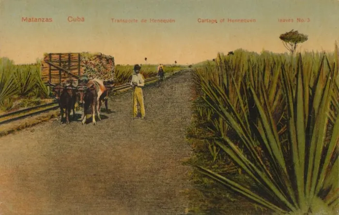 Framed Print : Transporting Henequen leaves, Matanzas - Cuba Framed Print : Transporting Henequen leaves, Matanzas - Cuba