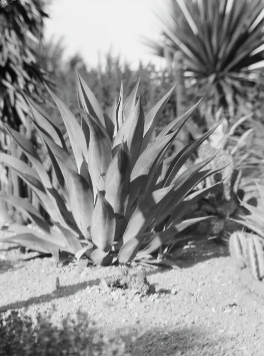 Framed Print : Travel views of the American Southwest, between 1899 and 1928. Creator: Arnold Genthe Framed Print : Travel views of the American Southwest, between 1899 and 1928. Creator: Arnold Genthe