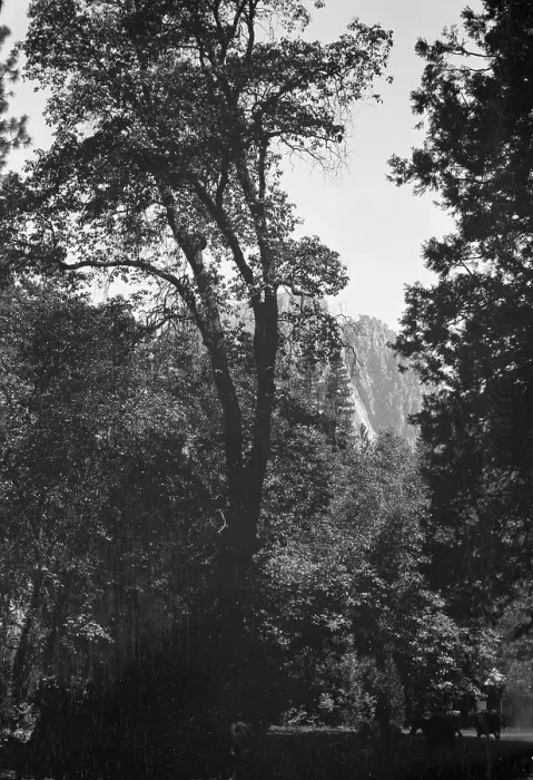 Framed Print : Travel views of Yosemite National Park, between 1903 and 1906. Creator: Arnold Genthe Framed Print : Travel views of Yosemite National Park, between 1903 and 1906. Creator: Arnold Genthe