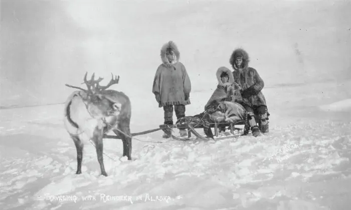 Framed Print : Traveling with reindeer, between c1900 and c1930. Creator: Unknown Framed Print : Traveling with reindeer, between c1900 and c1930. Creator: Unknown