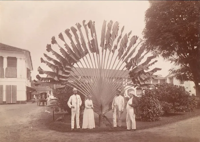 Framed Print : Travellers Palm or Fan Palm, Singapore, 1860s-70s. Creator: Unknown Framed Print : Travellers Palm or Fan Palm, Singapore, 1860s-70s. Creator: Unknown