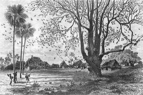 Tree of Bats, Whydah; The Kingdom of Dahomey, 1875. Creator: Unknown