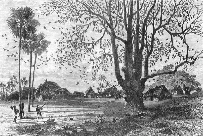 Framed Print : Tree of Bats, Whydah; The Kingdom of Dahomey, 1875. Creator: Unknown Framed Print : Tree of Bats, Whydah; The Kingdom of Dahomey, 1875. Creator: Unknown
