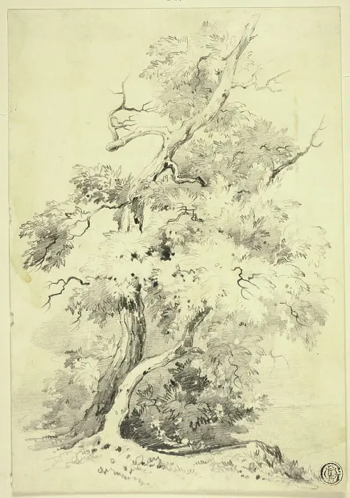 Framed Print : Tree on Bluff Beside Water, n.d. Creator: Joshua Wilson Faulkner Framed Print : Tree on Bluff Beside Water, n.d. Creator: Joshua Wilson Faulkner