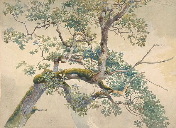Tree Branches, 1852-1908. Creator: Charles Reginald Aston