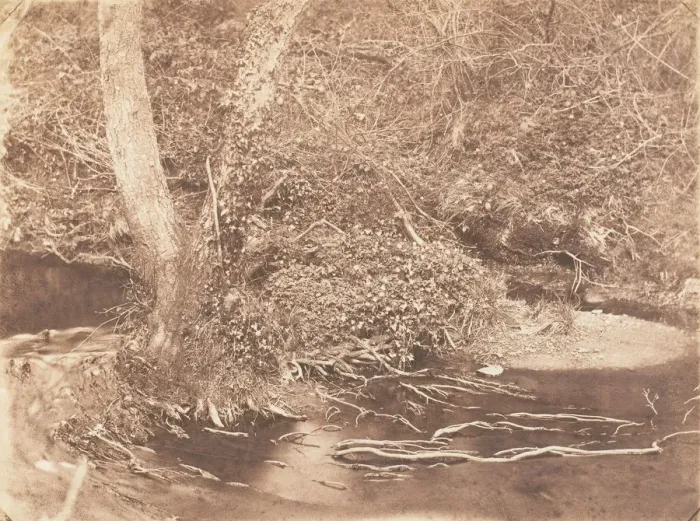 Framed Print : [Tree and Brush in Creek Scene], 1853-56. Creator: John Dillwyn Llewelyn