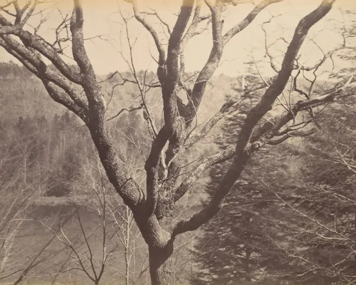 Framed Print : Tree, ca. 1858. Creator: Horatio Ross Framed Print : Tree, ca. 1858. Creator: Horatio Ross