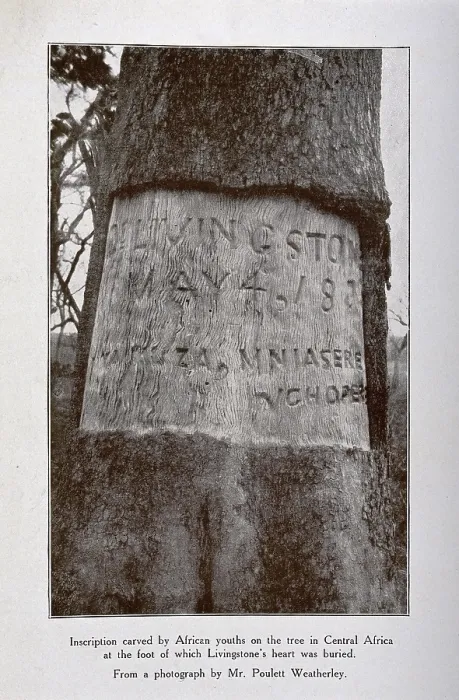 Framed Print : Tree in central Africa where David Livingstone's heart is buried, showing the inscription.. c1900 Framed Print : Tree in central Africa where David Livingstone's heart is buried, showing the inscription.. c1900